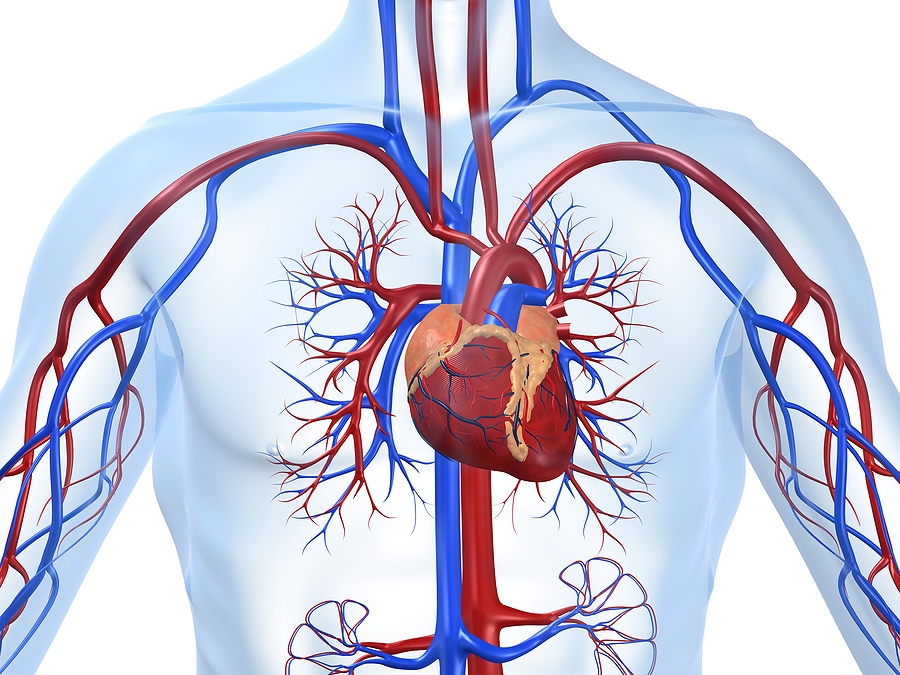 diagram of cardiovascular system in human body