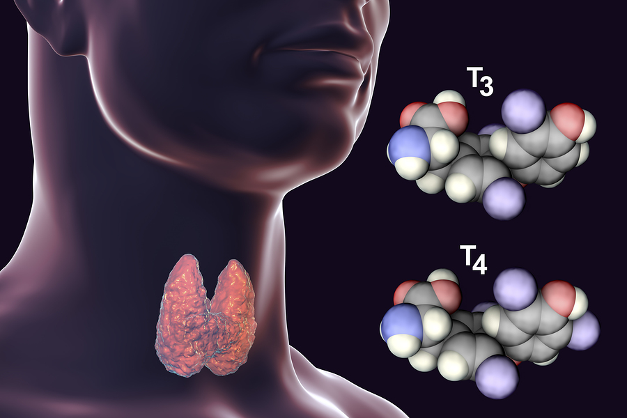 thyroid gland in neck T3 and T4 hormones